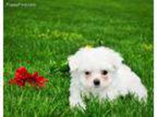 Maltese Puppy for sale in Ronks, PA, USA