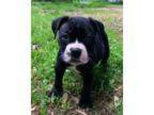 Alapaha Blue Blood Bulldog Puppy for sale in Ruffs Dale, PA, USA