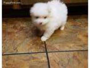 Pomeranian Puppy for sale in Enid, OK, USA