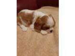 Cavalier King Charles Spaniel Puppy for sale in Lebanon, MO, USA