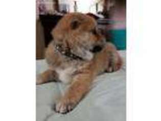 Shiba Inu Puppy for sale in Hemet, CA, USA