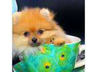 Pomeranian Puppy for sale in Cassville, MO, USA