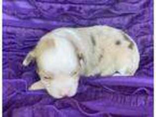 Miniature Australian Shepherd Puppy for sale in Paris, TX, USA