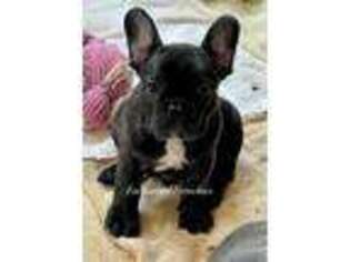 French Bulldog Puppy for sale in Riverton, UT, USA