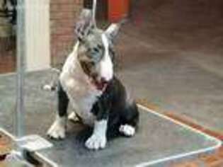 Bull Terrier Puppy for sale in Chicago, IL, USA