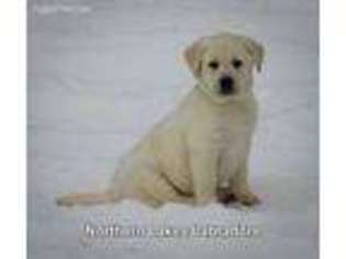 Labrador Retriever Puppy for sale in Canon, GA, USA