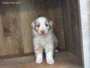 Australian Shepherd Puppy for sale in Lufkin, TX, USA