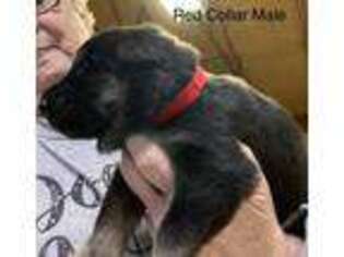 German Shepherd Dog Puppy for sale in Oktaha, OK, USA