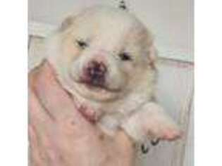 Shiba Inu Puppy for sale in Hubbardston, MA, USA