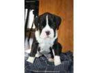 Boxer Puppy for sale in Quarryville, PA, USA
