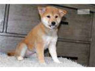 Shiba Inu Puppy for sale in Charlotte, NC, USA
