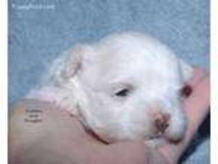 Maltese Puppy for sale in Keokuk, IA, USA