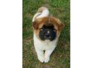 Akita Puppy for sale in Mifflinburg, PA, USA