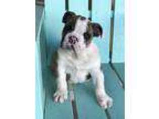 Bulldog Puppy for sale in Pleasanton, TX, USA