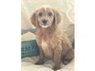 Goldendoodle Puppy for sale in Albertville, AL, USA