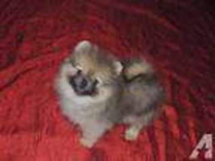 Pomeranian Puppy for sale in ADAIRSVILLE, GA, USA