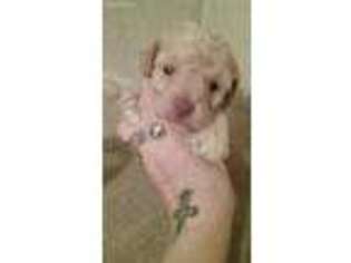 Mutt Puppy for sale in Salvisa, KY, USA