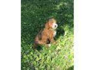 Cavapoo Puppy for sale in Shelbyville, IN, USA