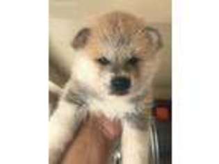 Akita Puppy for sale in La Mirada, CA, USA
