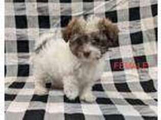 Havanese Puppy for sale in Green Valley, AZ, USA