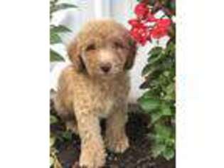 Labradoodle Puppy for sale in Lebanon, TN, USA
