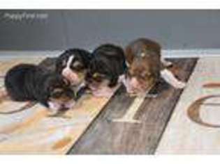 Beagle Puppy for sale in Fontana, CA, USA