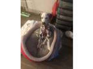 Dalmatian Puppy for sale in Maitland, FL, USA