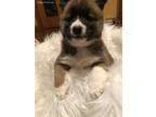 Shiba Inu Puppy for sale in West Plains, MO, USA