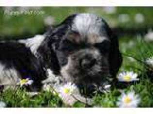 Cocker Spaniel Puppy for sale in Oakland, OR, USA