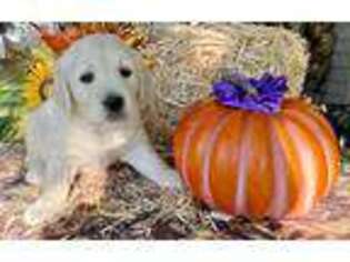 Golden Retriever Puppy for sale in Windsor, PA, USA