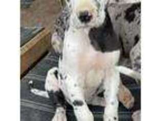 Great Dane Puppy for sale in North Little Rock, AR, USA