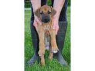 Rhodesian Ridgeback Puppy for sale in Salem, MO, USA