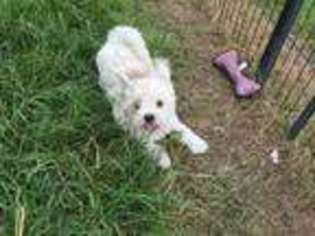 Maltese Puppy for sale in FUQUAY VARINA, NC, USA