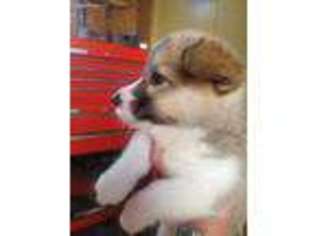 Pembroke Welsh Corgi Puppy for sale in Moulton, AL, USA