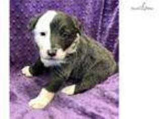 Border Collie Puppy for sale in Little Rock, AR, USA