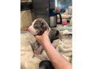 Great Dane Puppy for sale in Bakersfield, CA, USA