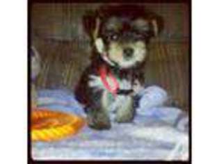 Yorkshire Terrier Puppy for sale in FORT MEADE, FL, USA