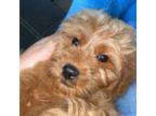 Goldendoodle Puppy for sale in Lancaster, KY, USA