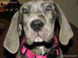 Great Dane Puppy for sale in Molalla, OR, USA