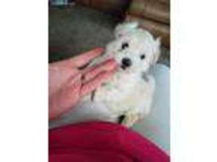 Maltese Puppy for sale in Hamler, OH, USA