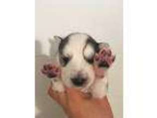 Siberian Husky Puppy for sale in Cincinnati, OH, USA