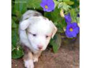 Miniature Australian Shepherd Puppy for sale in Hempstead, TX, USA