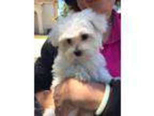 Maltese Puppy for sale in Cupertino, CA, USA