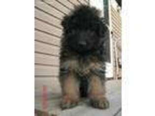 German Shepherd Dog Puppy for sale in Stevens Point, WI, USA