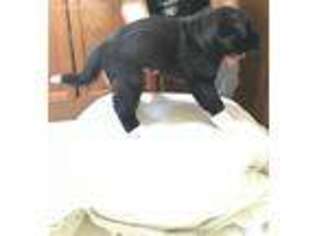 Akita Puppy for sale in Cedar Springs, MI, USA