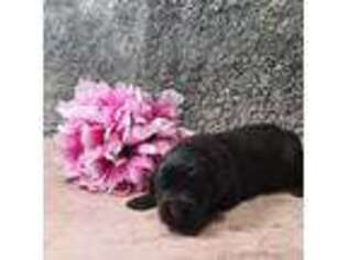 Newfoundland Puppy for sale in Sears, MI, USA