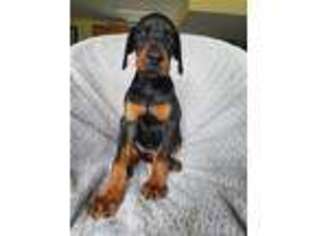 Doberman Pinscher Puppy for sale in Westport, MA, USA