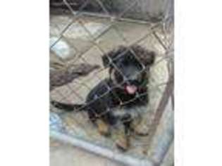 German Shepherd Dog Puppy for sale in Ypsilanti, MI, USA