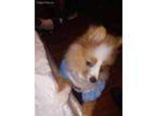 Pomeranian Puppy for sale in Allentown, PA, USA