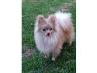 Pomeranian Puppy for sale in Clarks Hill, SC, USA